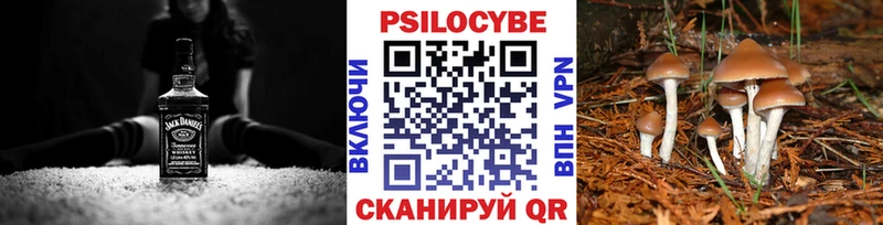 Купить закладки  Снежинск  Псилоцибиновые грибы Psilocybe 